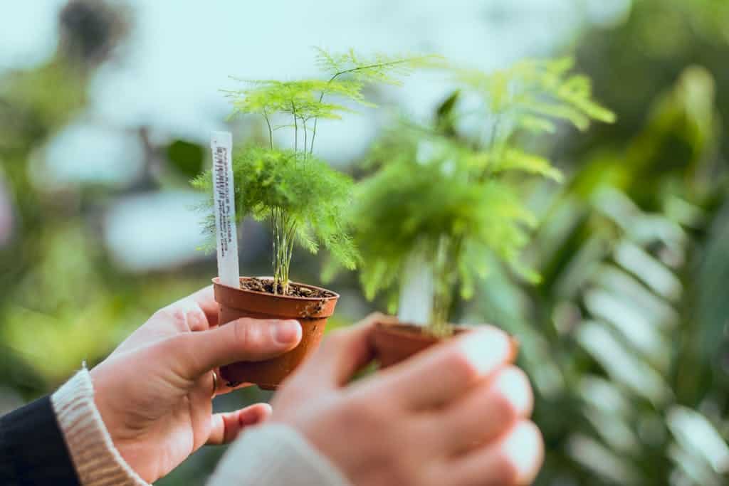 A detailed close-up of hands holding small potted ferns, capturing the vibrant green foliage.