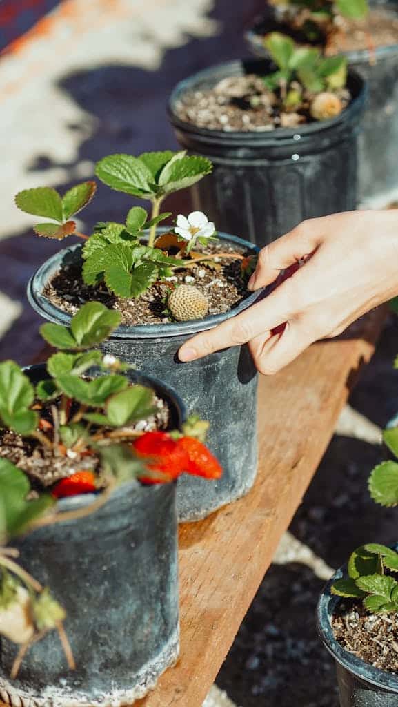 A hand gently tends strawberry plants in pots, highlighting gardening and plant care.