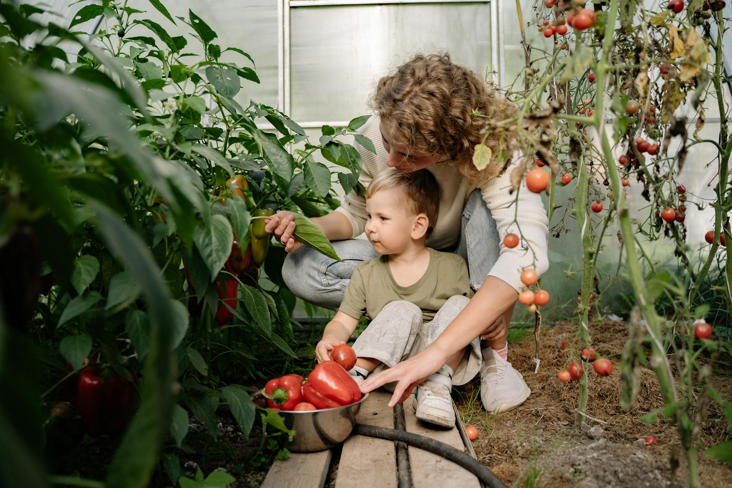 A mother and son harvesting organic red peppers and tomatoes in a greenhouse garden.