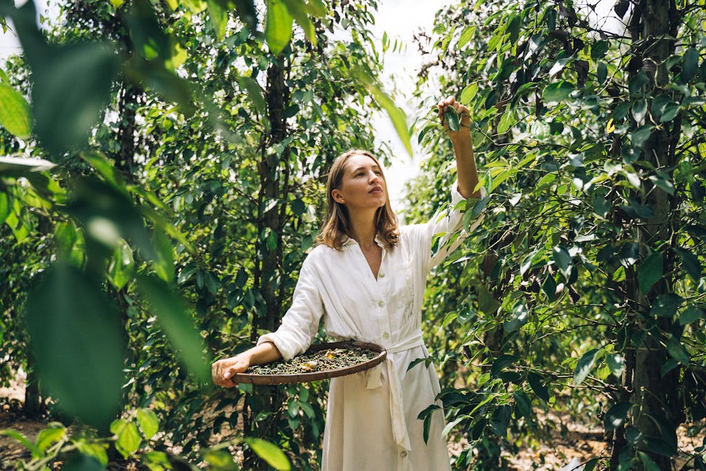 A woman in a white dress harvesting peppercorns on a farm, surrounded by lush greenery.