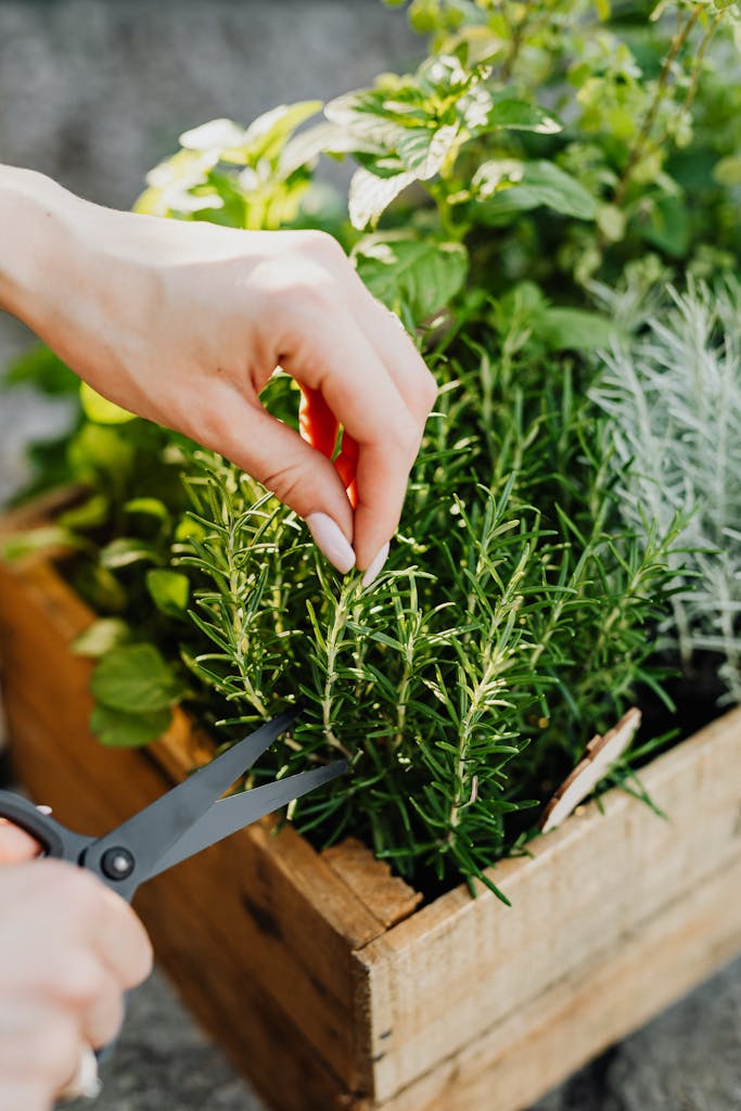 Close-up of hands harvesting rosemary with scissors from a wooden crate herb garden.