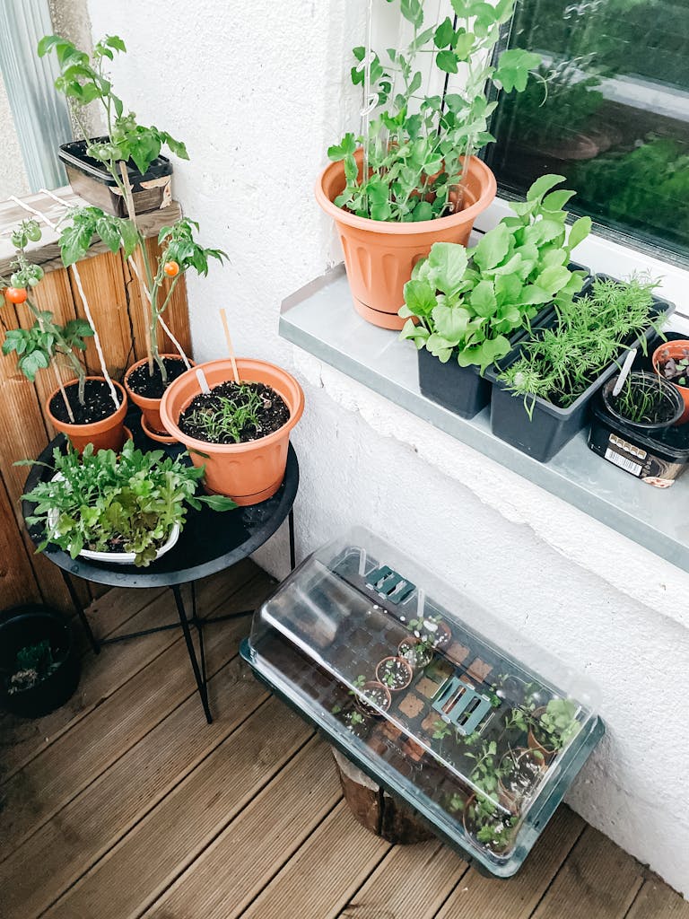 Cozy indoor garden with assorted potted plants on a wooden floor, ideal for home decor.