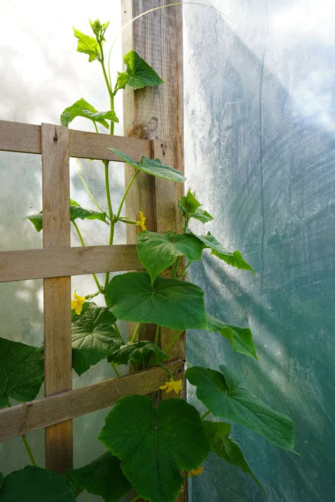 Cucumber vine climbing a wooden trellis inside a greenhouse, with sunlight filtering through.