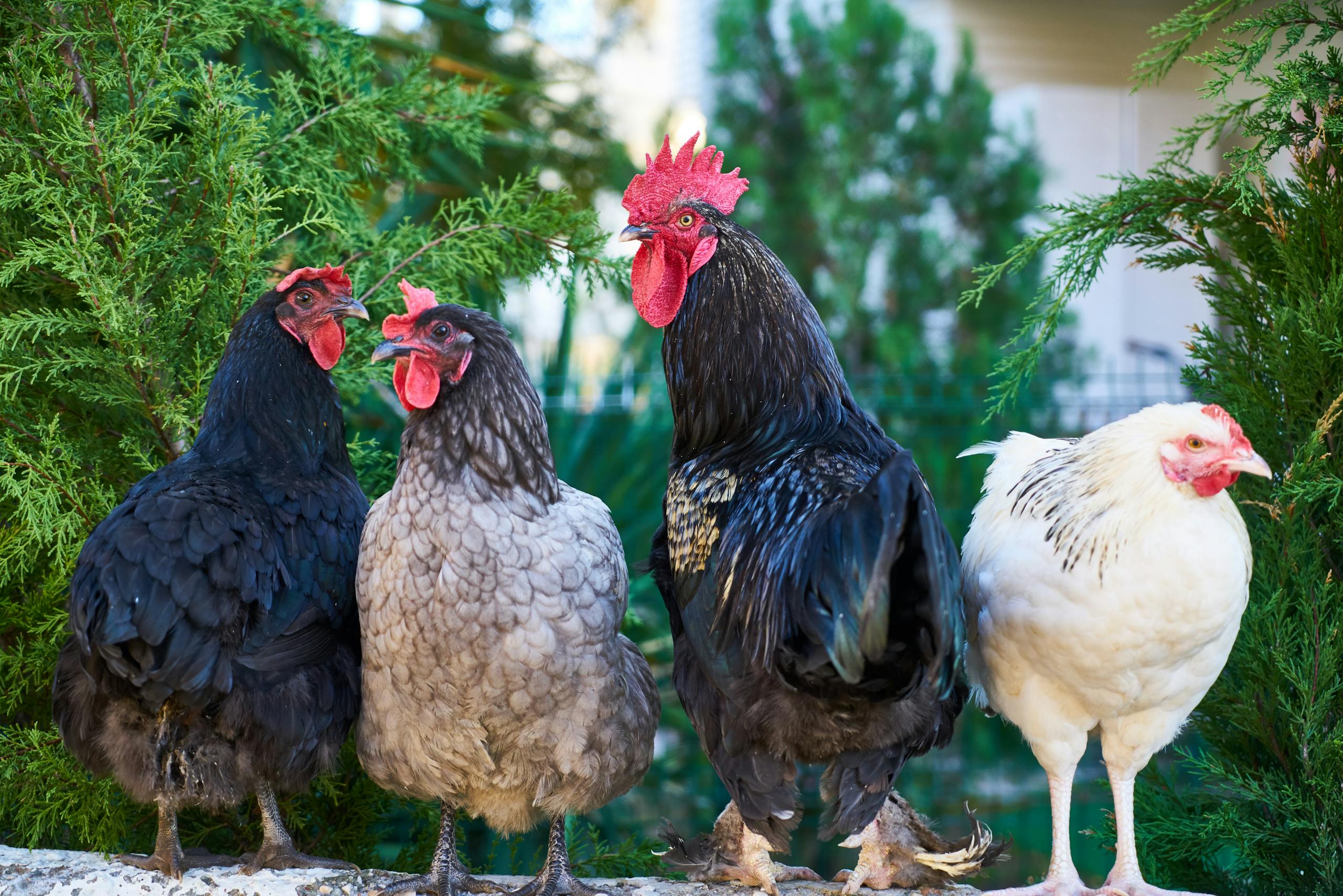 Group of colorful chickens in a natural farm environment.