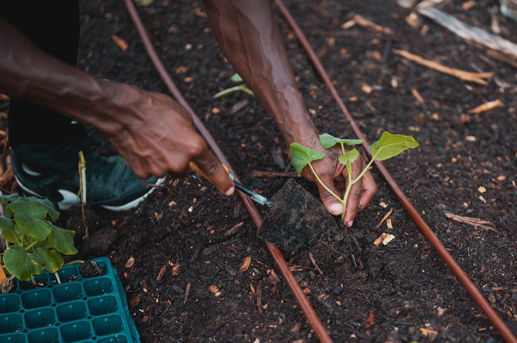 Hands planting a seedling in soil, showcasing gardening and cultivation outdoors.