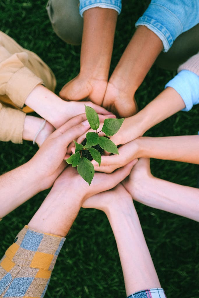 Hands united around a plant symbolizing teamwork and eco-friendly efforts outdoors.