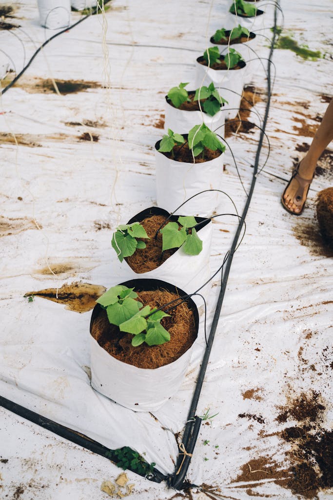 Row of young green plants in pots with drip irrigation in a greenhouse setting.