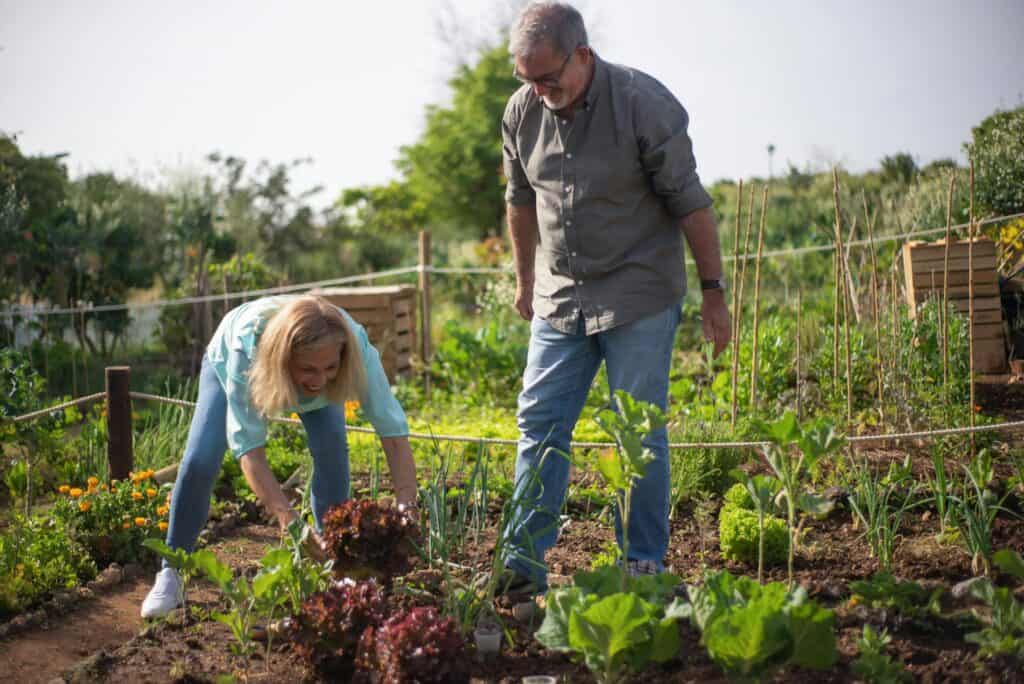 Senior couple gardening in a lush vegetable garden. Joyful moment harvesting lettuce under the sun.