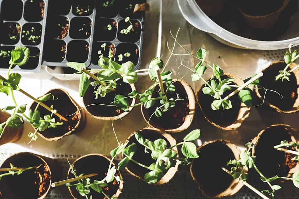 Top view of various seedlings sprouting in biodegradable pots, displayed indoors.