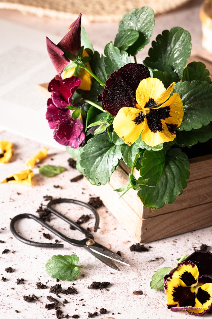 Vibrant pansies arranged in a wooden box, surrounded by gardening tools.