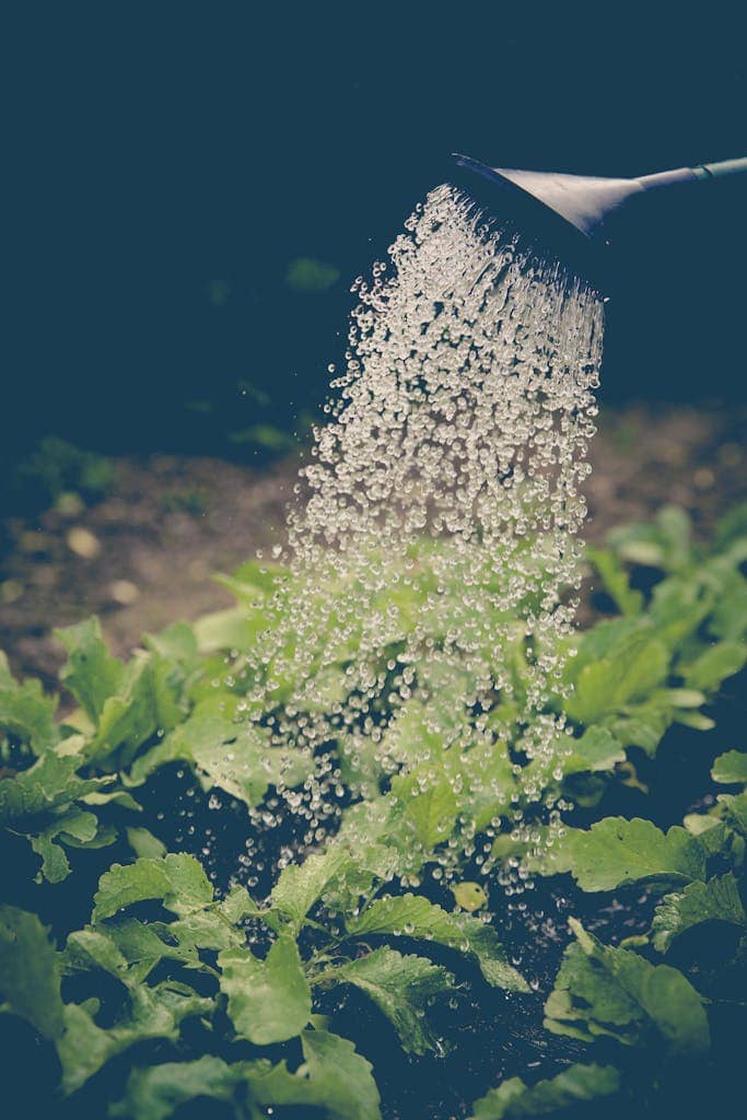 Watering can pouring water over green leafy plants in a garden.