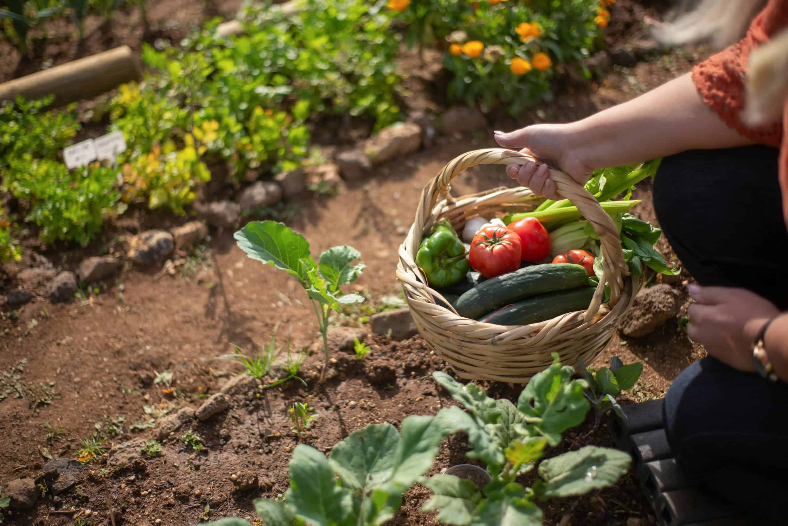 Woman harvesting fresh vegetables in a sunny Portuguese garden.