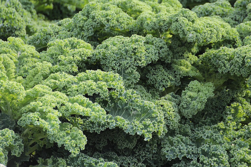 A vibrant close-up of fresh, green curly kale leaves, showcasing their texture and health benefits.