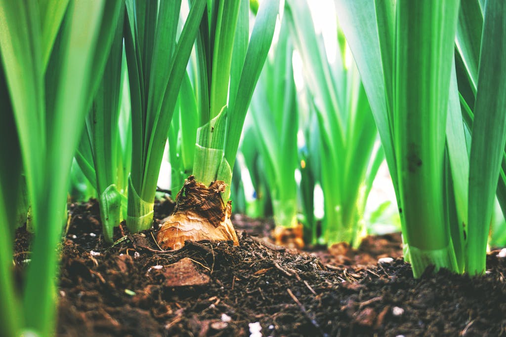 Close-up view of green onion plants thriving in rich soil, showcasing agricultural growth.