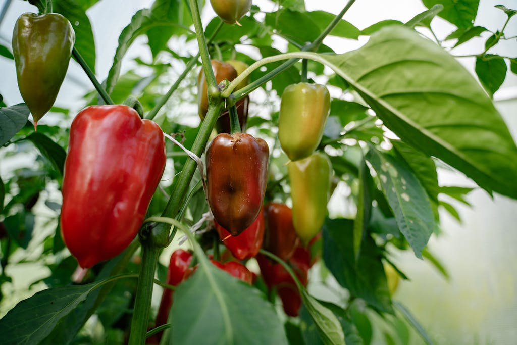 Colorful bell peppers growing on a plant inside a greenhouse, showcasing vibrant greens and reds.