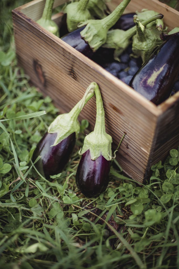 Ripe eggplants in a wooden box on grassy ground, showcasing a rustic harvest theme.