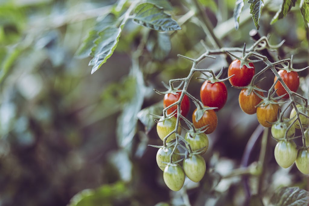 Vibrant cherry tomatoes ripening in a garden, showcasing nature's bounty and organic farming.